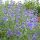 Caryopteris x cland. ’Kew Blue’ – Sötétkék virágú kékszakáll