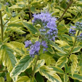  Caryopteris x cland. ’Summer Sorbet’ – Sárgatarka kékszakáll