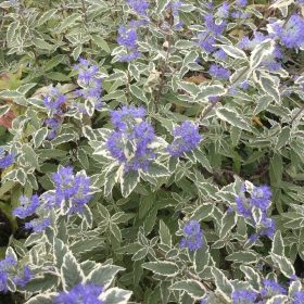   Caryopteris x cland. ’White Surprise’ – Fehértarka kékszakáll