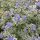Caryopteris x cland. ’White Surprise’ – Fehértarka kékszakáll
