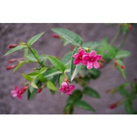 Jasminum beesianum – Piros jázmin