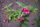 Jasminum beesianum – Piros jázmin