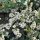 Chaenomeles spec. ’Nivalis’ – Fehér virágú japánbirs