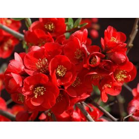   Chaenomeles x sup. ’Crimson and Gold’ – Piros virágú japánbirs
