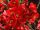 Chaenomeles x sup. ’Crimson and Gold’ – Piros virágú japánbirs