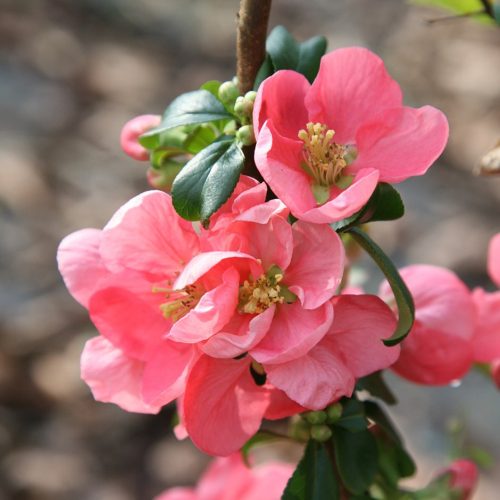 Chaenomeles x sup. ’Pink Lady’ – Rózsaszín virágú japánbirs
