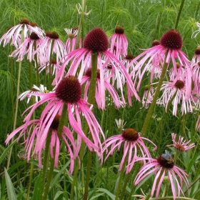 Echinacea pallida – Halvány kasvirág