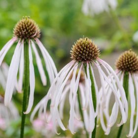 Echinacea pallida ’Hula Dancer’ – Halvány kasvirág