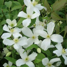 Clematis montana ’Grandiflora’ – Hegyi iszalag