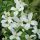 Clematis montana ’Grandiflora’ – Hegyi iszalag