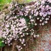 Clematis montana ’Rubens’ – Hegyi iszalag