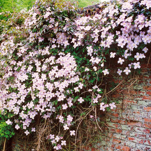 Clematis montana ’Rubens’ – Hegyi iszalag