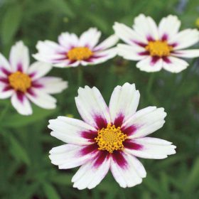 Coreopsis ’Big Bang Star Cluster’ – Menyecskeszem