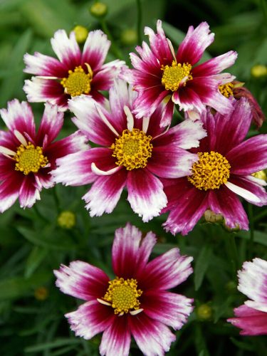 Coreopsis ’Li’l Bang Starstruck’ – Menyecskeszem