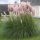 Cortaderia sell. ’Pink Feather’ – Pampafű