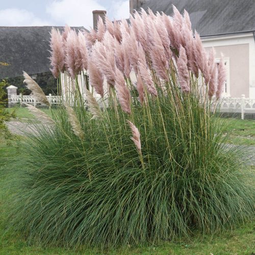 Cortaderia sell. ’Pink Feather’ – Pampafű