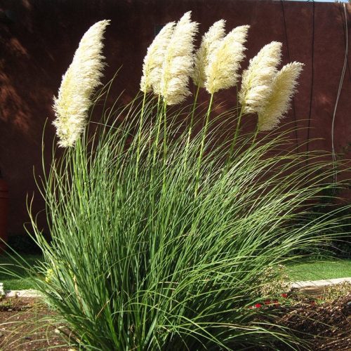 Cortaderia sell. ’White Feather’ – Pampafű