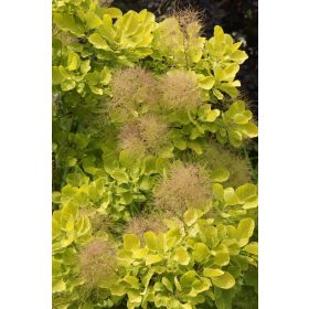   Cotinus cogg. ’Golden Spirit’ – Sárga levelű cserszömörce