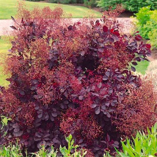 Cotinus cogg. ’Lilla’ – Vörös lombú törpe cserszömörce