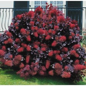  Cotinus cogg. ’Royal Purple’ – Bordó levelű cserszömörce