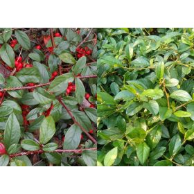 Cotoneaster ’Bella’ - Szőnyegmadárbirs