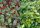 Cotoneaster ’Bella’ - Szőnyegmadárbirs