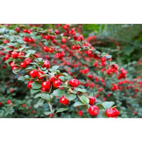 Cotoneaster ’Coral Beauty’ – Szőnyegmadárbirs