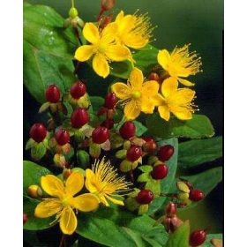 Hypericum inod. ’Annabel’ – Bogyós orbáncfű