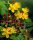 Hypericum inod. ’Annabel’ – Bogyós orbáncfű