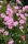 Gypsophila rep. ’Filou Rose’ – Havasi fátyolvirág