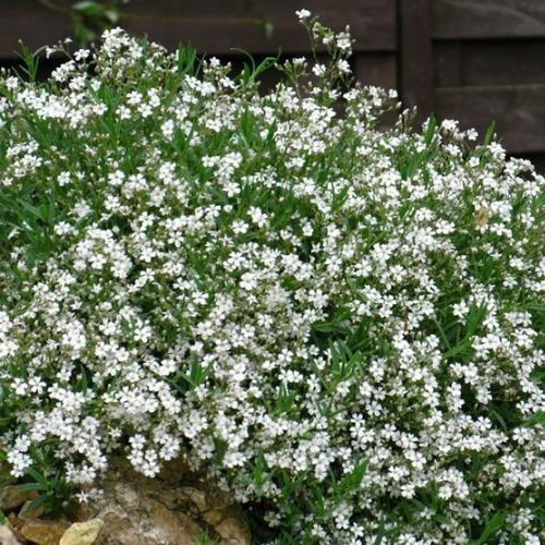 Gypsophila rep. ’Filou White’ – Havasi fátyolvirág