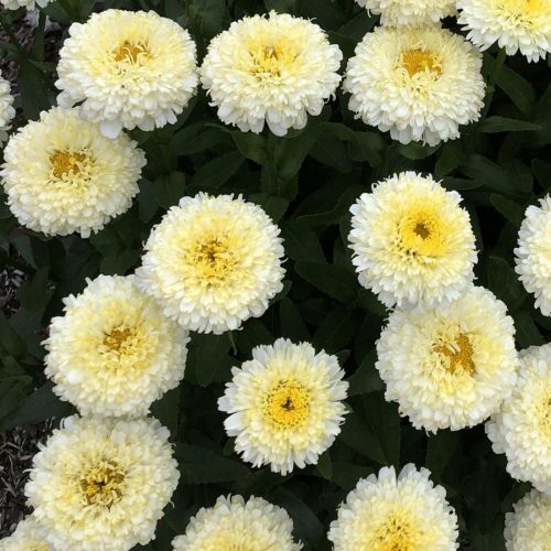 Leucanthemum sup. ’Luna’ – Margaréta