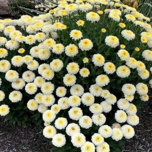 Leucanthemum sup. ’Luna’ – Margaréta