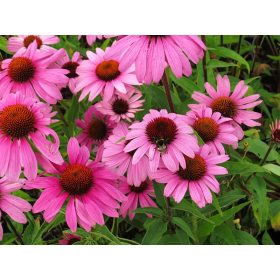 Echinacea ’Bright Rose’ – Bíbor kasvirág