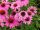 Echinacea ’Bright Rose’ – Bíbor kasvirág