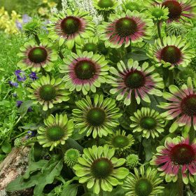 Echinacea ’Green Twister’– Bíbor kasvirág