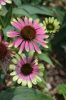 Echinacea ’Green Twister’– Bíbor kasvirág