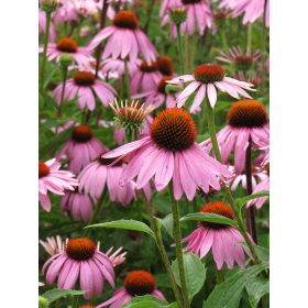 Echinacea ’Magnus’ – Bíbor kasvirág