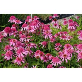 Echinacea ’Pink Double Delight’– Bíbor kasvirág