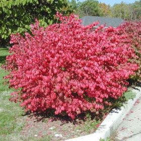   Euonymus alatus ’Compacta’ – Törpe szárnyas kecskerágó