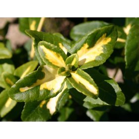 Euonymus fort. ’Sunspot’ – Sárga tarka kecskerágó