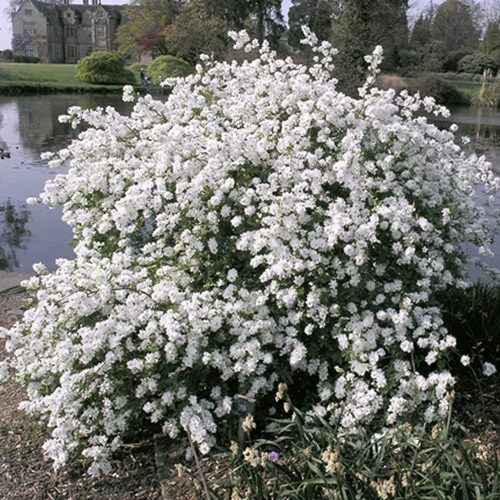 Exochorda ’The Bride’ – Dúsvirágú gyöngycserje