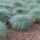 Festuca glauca – Deres csenkesz