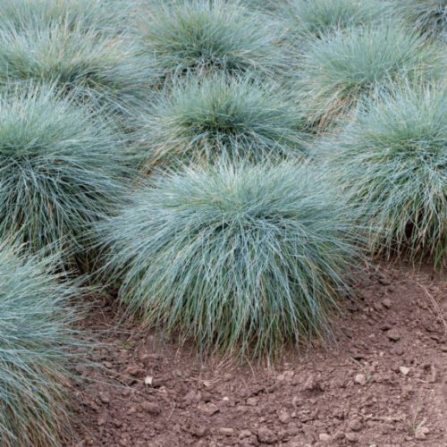 Festuca glauca – Deres csenkesz