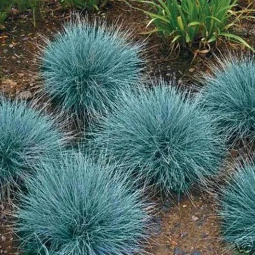 Festuca gl. Intense Blue – Deres csenkesz