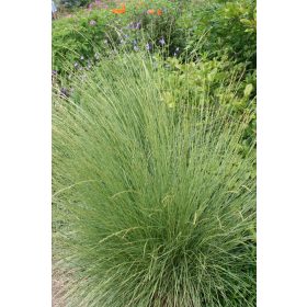 Festuca mariei – Atlasz csenkesz