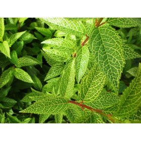 Forsythia vir. ’Kumson’ – Tarka levelű aranycserje