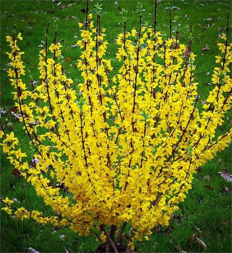 Forsythia x int. ’Flojor’ – Aranycserje