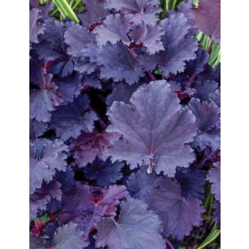 Heuchera ’Binoche’ – Tűzeső