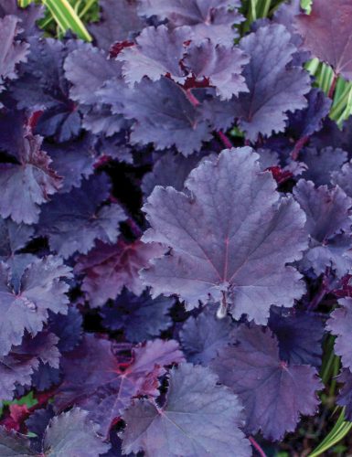 Heuchera ’Binoche’ – Tűzeső